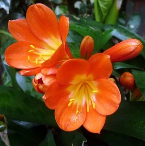 ORANGE FLOWERING CLIVIA MINIATA FRESH SEEDS EVERGREEN PLANT FRAGRANT HARDY - Picture 1 of 6