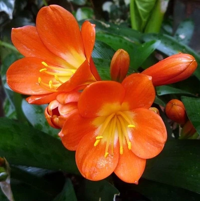 ORANGE FLOWERING CLIVIA MINIATA FRESH SEEDS EVERGREEN PLANT FRAGRANT HARDY - Image 1 of 4