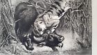 Rare gravure XIXème signée animaux combat tigre royal attaquant un buffle Verlat