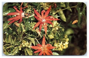 Postal Flor de la Pasión Roja en Panamá Encrucijada del Mundo - Imagen 1 de 2