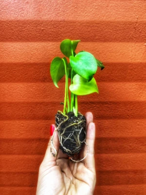 Monstera Deliciosa Plug | Indoor and Outdoor Live Tropical House Plant | Starter - Image 1 of 4