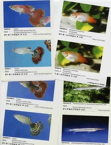 Supplements for AQUALOG All Livebearers and Halfbeaks (Stickers/Labels) - Picture 1 of 1