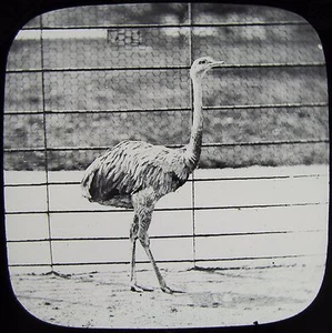 Glass Magic Lantern Slide RHEA OR AMERICAN OSTRICH C1890 PHOTO BIRDS ZOO LECTURE - Picture 1 of 2