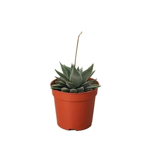 Suculenta Haworthia Miami - Imagen 1 de 4