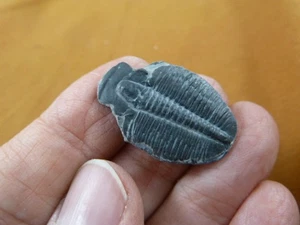 (F704-26) Trilobite fossil trilibites extinct marine arthropod I love fossils - Picture 1 of 1