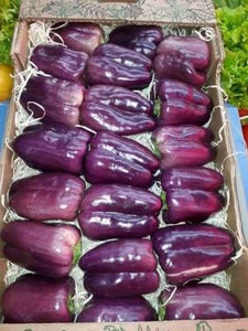 Pimiento dulce violeta morado pepper 50 Semillas - Seeds huerto - Imagen 1 de 1