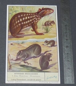 1954 CHROMO LIEBIG OXO LES RODURS ETRANGERS 5 PACA - MYOPOTAME