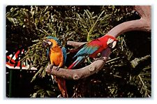 Postcard Busch Gardens, Tampa, Florida FL Parrots G30