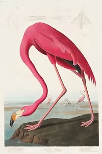 Pink Flamingo from J.J. Audubon Birds of America Giclee Art Print + Ships Free - Picture 1 of 4