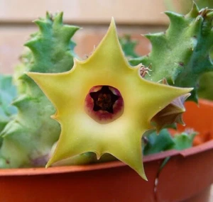 Huernia THURETII var Primulina 1 Talea 1 stelo NO RADICI, Fiore in foto WEB - Foto 1 di 1