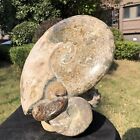 17.07Lb Top Natural Beautiful Ammonite Fossil Conch Crystal Specimen Heals 2100