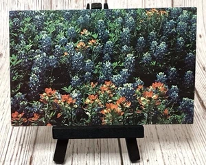 Cartolina Blue Bonnet Texas State Flower and Indian Paintbrush TX - Foto 1 di 4