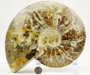 WHOLE Ammonite Great Suture Pattern 110myo Dino age 198mm Fossil 7.8" e2969oo - Picture 1 of 9
