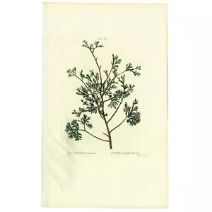 Seltene 1801 REDOUTÉ Folio Gravur aus Duhamel du Monceau, Zypresse (weiße Zeder) - Bild 1 von 7