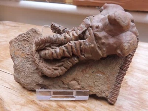 Jimbacrinus bostocki - Cundlego Fm., Australia Occidental - Pérmico - Imagen 1 de 7