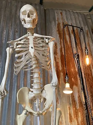 Vintage Full Size Anatomical Skeleton Model On Stand Castors • 195£