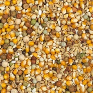 Vanrobaeys Pigeon Food 10lbs - #23 Young Pigeon - Picture 1 of 2