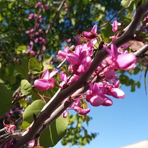 Judas Tree 25 Seeds (Cercis siliquastrum) Mediterranean Redbud Flowers Fast - Picture 1 of 4