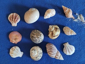 Lot 12 hermit crab shells. Decorator spiral scallops seashells sea - Picture 1 of 2