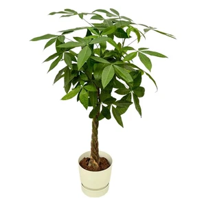 Pachira Aquatica inkl. elho Greenville Round weiß - 160cm - Ø30 bei Pflanzfix24 - Bild 1 von 1