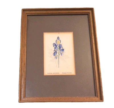 Botanische Zeichnung Eisenhut Blumenmotiv Antik  Lithographie🪻 Vintage - Bild 1 von 2