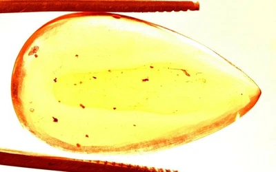 12.85 Cts. Natural Genuine Old Baltic Amber Untreated Certified Gemstone - Image 1 of 4