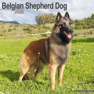 Belgian Shepherd Dog 2026 Calendar | Dog Breed Gift Wall 15% OFF MULTI ORDERS - Picture 1 of 7