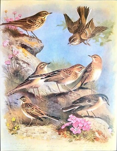 Archibald Thorburn Various Birds Art Print Color Illustration Book Plate 12 - Picture 1 of 7