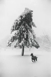 Garry WINOGRAND: Dog in Snow, New York City, 1968 / Ptd 1978 / GWHK-15 / SIGNED - Picture 1 of 4