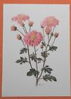 Winteraster Chrysanthemum  Offset-Lithographie Anne Marie Trechslin 1970