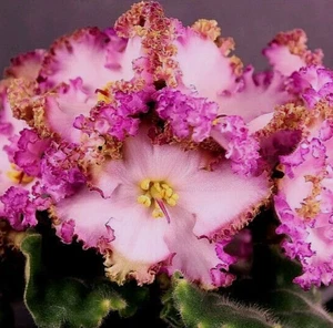 African Violet LEAVES ~ AV-OSENNIY LES (Russian) Unique Frilled Flowers! 1 Leaf - Picture 1 of 2
