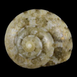SERICOMINOLIA VERNICOSA (Mactan Isl., Philippines) 5.8mm #47409 - Picture 1 of 3