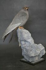 Taxidermy-hunting-chasse-präparat- Red-foo. Falc. dated 1943 (restored) 
