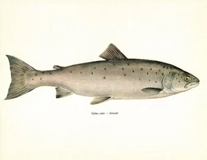 Vintage Atlantic Salmon Fish Print Female Fishing Beach House Decor 4794-24 - Picture 1 of 1
