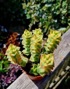 Crassula Pagoda - variegated pink and yellow succulent plant in pot - Picture 1 of 3