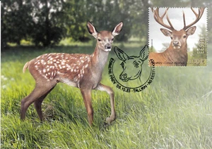 ESTONIA 2023 - Estonian fauna - red deer (Maxicard) - Picture 1 of 1