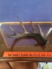 South Dakota Shed Whitetail Deer Right-Sided 5-Point Tines RACK ANTLER - Stained