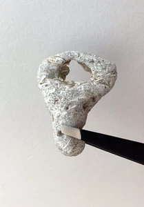 Natural Holey Beach Rock Hag Stone Fairy Wish Magic Mystic Adder wiccan #5 USA - Foto 1 di 12