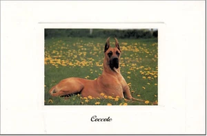 CARTOLINA GATTI E CANI TENERI AMICI POSTCARD DOG & CAT CANE ALANO - Picture 1 of 1