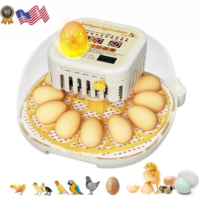 Incubadoras de huevos para incubar huevos incubadora de 12 huevos con humedad de giro automático de huevos Foto 1 de 4