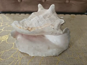 NATURAL QUEEN CONCH SHELL 8" WX6"L - Picture 1 of 6