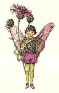 Flower Fairy Postcard: Little Boy Fairy with Purple Thistle / Greater Knapweed - Picture 1 of 3