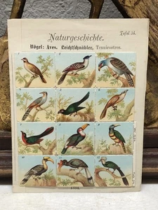 Mini stampe di uccellini di storia naturale tedesca XIX secolo??? Lavagna 34 - Foto 1 di 10