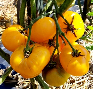Tomatensamen (7+ Samen); USA- Sorte "Rumpelstilskin", aus 2025 - Bild 1 von 1