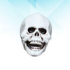 Skull Head Statue Halloween Skull Model Skull Head Sculpture
