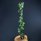 25 Stück Hedera Kletterpflanze 80-100Cm Immergrüne Großblättriger Irische Efeu
