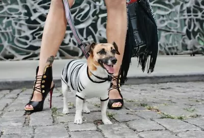 SALE! NEW! Ruby Rufus Lupo Dog Cashmere Sweater, Small - Image 1 of 2