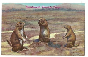 SOUTHWEST PRAIRIE DOGS Cunning Comical Tamable Postcard - Bild 1 von 2