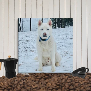 Weißer Husky Leinwand Wandbild 24x24 | Blauäugiger Hund sitzt im Schnee Druck - Bild 1 von 1