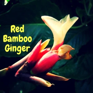 ~RED BAMBOO GINGER~ Alpinia luteocarpa Collector's Zingiber LIVE Potted PLANT - Picture 1 of 11